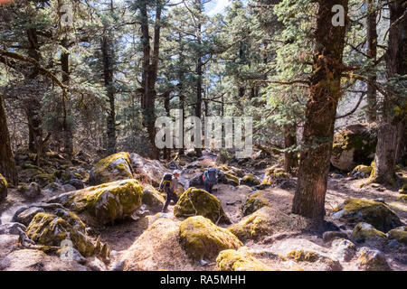 Wanderer zu Fuß durch die Wälder auf der späteren Phasen des Manaslu Circuit Trek in Nepal Himalaya Stockfoto