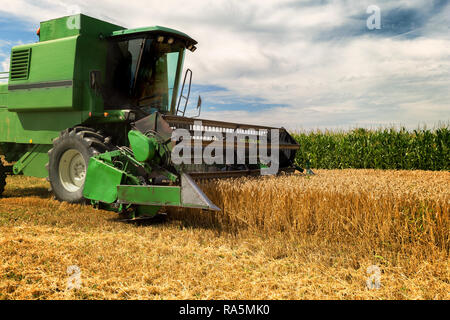 Ernte von Weizen Feldhäcksler an einem sonnigen Sommertag Stockfoto