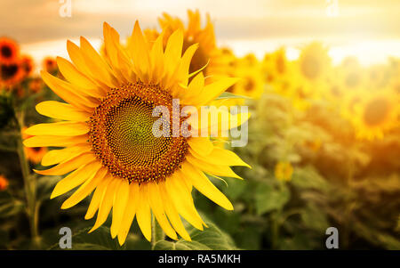 Feld mit Sonnenblumen. In der Nähe von Sunflower gegen ein Feld in einem Sommer sonnigen Tag Stockfoto