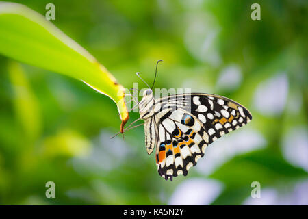 Nahaufnahme Makro einer Gemeinsamen Kalk Schwalbenschwanz Schmetterling liegt auf der Spitze eines grünen Blatt mit grünem Laub im Hintergrund Stockfoto