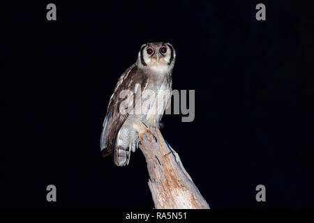 Verreaux's Uhu, häufig auch als die Milchstraße Uhu oder riesige Uhu bekannt (Bubo lacteus) Stockfoto