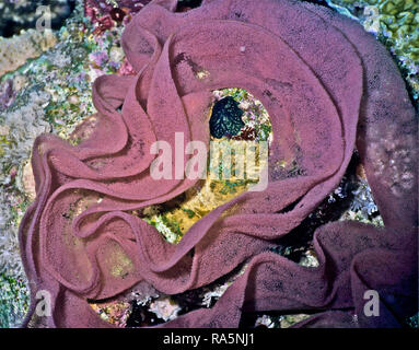 Diese sind Eier durch eine spanische Tänzerin Nacktschnecke (Hexabranchus sanguineus: 20 cms.). Für ein Bild von einem Erwachsenen dieser Sorte, siehe mein Image Alamy ID: HPBGD 8. Dieses Foto zeigt, dass die Struktur besteht aus Tausenden von winzigen Eier innerhalb einer Blume - wie Wirtel, die zusammen durch die Schleimhäute gehalten wird. Die charakteristische Farbe ist, weil die Art ernährt sich von Schwämmen, aus denen es saugt eine rote Toxin, so dass es für Raubtiere zu Essen ungenießbar. Spanische Tänzerinnen sind mit Abstand die größte der Nacktschnecken, mit Erwachsenen bis zu 40 cms. In der Nähe von Hurghada in der ägyptischen Roten Meer fotografiert. Stockfoto