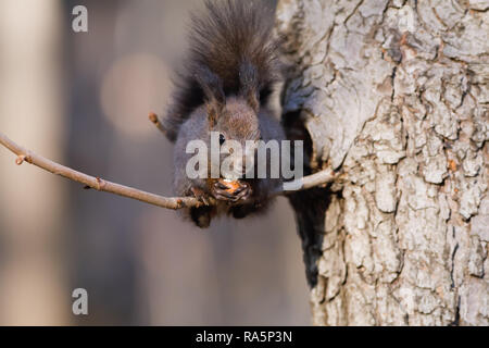 Das Eichhörnchen, die Haselnuss aßen, stand auf einem dünnen Ast Stockfoto