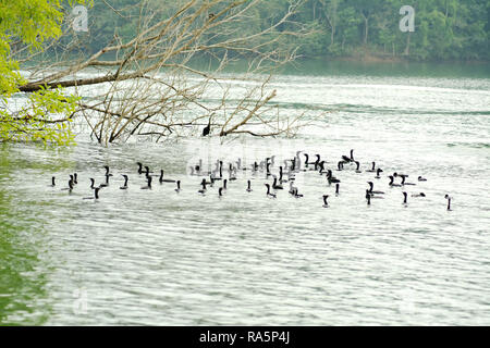 Gruppe indischer Kormoran, Fluss Seite Stockfoto