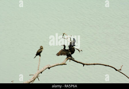 Gruppe indischer Kormoran, Fluss Seite Stockfoto