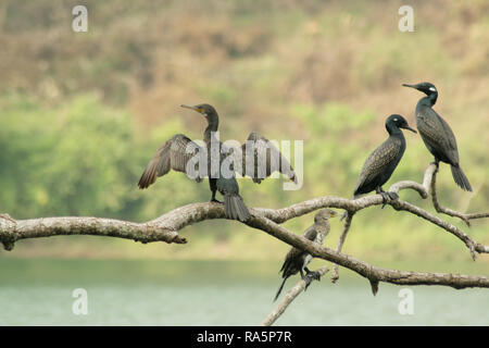 Gruppe indischer Kormoran, Fluss Seite Stockfoto