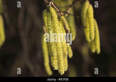 Haselnuss palmkätzchen im Januar Morgen Sonnenschein Stockfoto