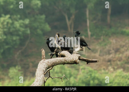 Gruppe indischer Kormoran, Fluss Seite Stockfoto