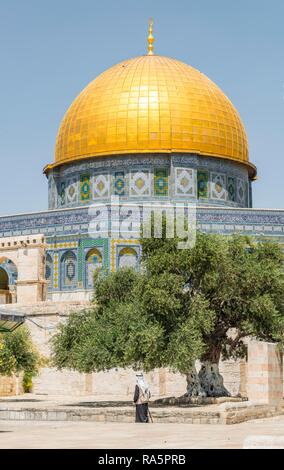 Olivenbaum auf dem Platz vor dem Felsendom, auch Qubbat as-sachra, Kipat Hasela, Tempelberg, Altstadt, Jerusalem. Stockfoto