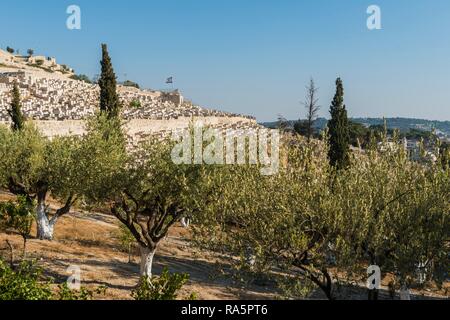 Gräber hinter Olivenhain, Jüdischer Friedhof am südlichen Berg von Oliven, Olivenbaum, Jerusalem, Israel Jüdische Friedhof auf Stockfoto