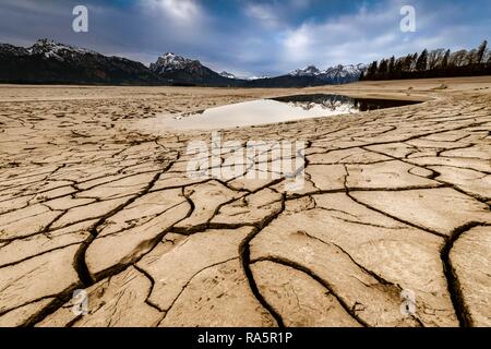 Risse, ausgetrockneten Boden mit kleinen Wasser- und Allgäuer Alpen im Hintergrund, Forggensee, Füssen, Ostallgäu, Bayern Stockfoto