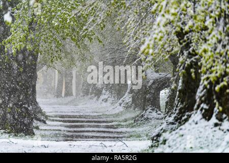 Linde (Tilia) mit frischen grünen Laub in starker Schneefall, Nassenbeuren, Unterallgäu, Bayern, Deutschland Stockfoto