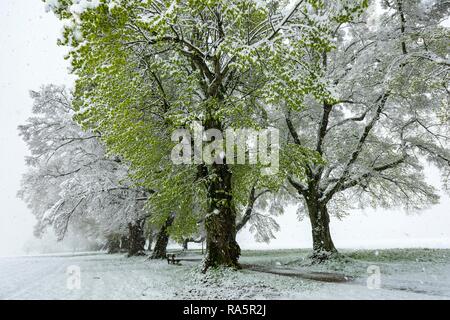 Linde (Tilia) mit frischen grünen Laub in starker Schneefall, Nassenbeuren, Unterallgäu, Bayern, Deutschland Stockfoto