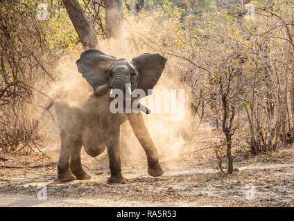 Afrikanischer Elefant (Loxodonta africana) mit einem ventralen Hernie Staub baden, Sambia, Afrika Stockfoto