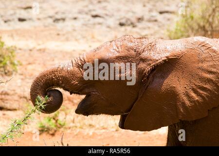 Junge Waise afrikanischer Elefant (Loxodonta africana) unter einem Dornbusch mit seinem Stamm, Kenia Stockfoto