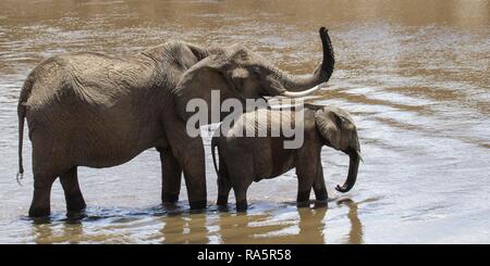 Afrikanische Elefanten (Loxodonta africana), Kuh mit trunk angehoben und Kalb, stehend in der Mara Fluss, Masai Mara National Reservae Stockfoto