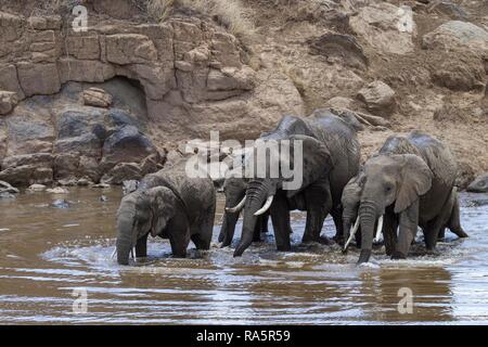 Herde von Elefanten (Loxodonta africana) Alkoholkonsum in der Mara Fluss, Masai Mara National Reservae, Kenia Stockfoto