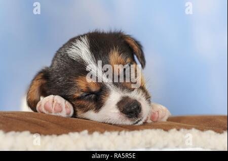 Jack Russell Terrier, Tricolour, Welpe 5 Wochen, Schlafen, Österreich Stockfoto