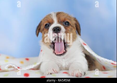 Jack Russell Terrier, braun weiß, Welpe 5 Wochen, liegt auf spotted Blanket, Gähnen, Österreich Stockfoto