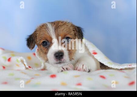 Jack Russell Terrier, braun weiß, Welpe 5 Wochen, liegen auf spotted Blanket, Österreich Stockfoto