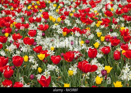 Frühling Blumen, Tulpen (Tulipa sp.) und Narzissen (Narcissus sp.) im Blumenbeet, Nordrhein-Westfalen, Deutschland Stockfoto