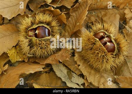 Zwei Esskastanien (Castanea sativa), mit offenen cupula auf Getrocknete Kastanien Blätter, Tessin, Schweiz Stockfoto