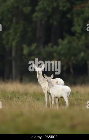 Red Deer (Cervus elaphus), Hirsch Kuh mit jungen Tier im weißen Mantel, Jägersborg, Dänemark Stockfoto