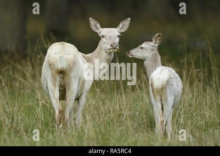 Red Deer (Cervus elaphus), Hirsch Kuh mit jungen Tier im weißen Mantel, Jägersborg, Dänemark Stockfoto