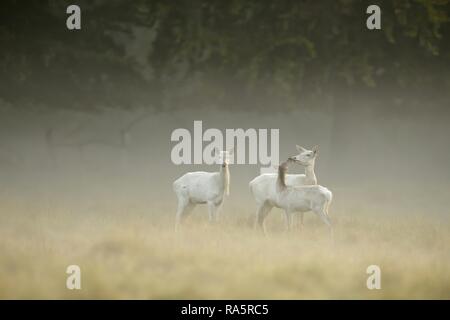 Red Deer (Cervus elaphus), zwei Hirsche Kühe mit Jungen im weißen Mantel, Jägersborg, Dänemark Stockfoto