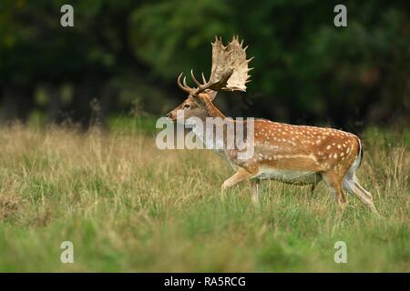 Damwild (Dama Dama), Hauptstadt Hirsch zu Fuß durch Gras am Rande des Waldes, jægersborg Deer Park, Dänemark Stockfoto