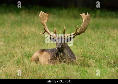 Damwild (Dama Dama), Hauptstadt Hirsch liegt im Gras, jægersborg Deer Park, Dänemark Stockfoto