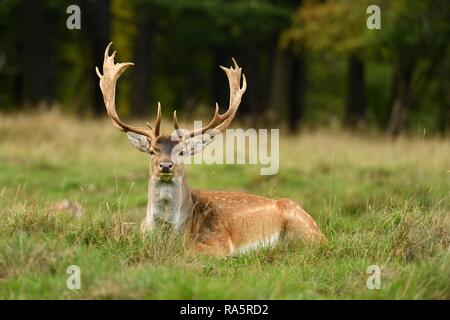 Damwild (Dama Dama), liegt auf Gras, jægersborg Deer Park, Dänemark Stockfoto
