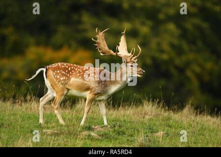 Damwild (Dama Dama), Hauptstadt Hirsch am Rande des Waldes, hirschbrunft, jægersborg Deer Park, Dänemark Stockfoto