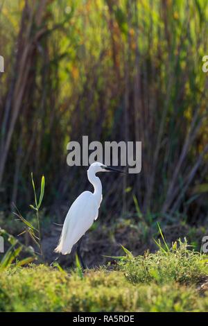 Seidenreiher (Egretta garzetta), Jagd am Hang eines Kanals, Umgebung des Ebro-delta Natur Stockfoto