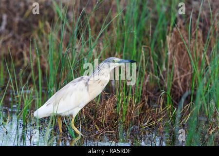 Squacco Heron (Ardeola ralloides), Jagd an einer Lagune, Umgebung des Ebro-delta Natur, Provinz Tarragona, Katalonien Stockfoto