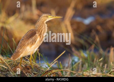 Squacco Heron (Ardeola ralloides), Jagd am Rand von einem Abgeernteten Reisfeldern, Im ersten Morgenlicht, Umgebung des Stockfoto