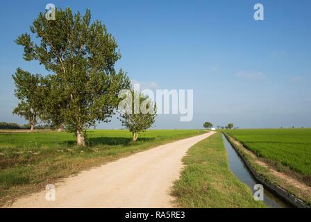 Country Lane und Kanal inmitten der Felder von Reis (Oryza sativa), führt zu einem kleinen Farm Cottage, Umgebung des Ebro Delta Natur Stockfoto