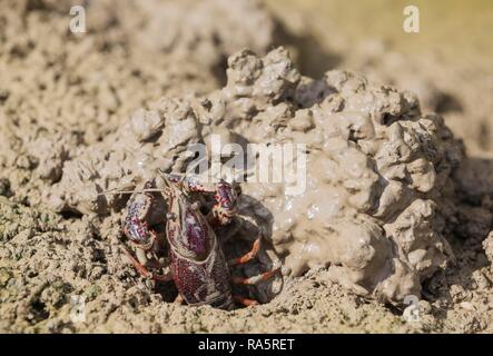 Red Swamp Crayfish (procambarus Clarkii), invasive Arten aus Nordamerika, Ausheben der fuchsbau am Rande eines überfluteten Stockfoto