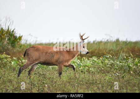 Marsh Rotwild (Blastocerus Dichotomus) in den Sumpf der Esteros del Iberá, Provinz Corrientes, Argentinien Stockfoto