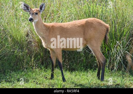 Marsh Rotwild (Blastocerus Dichotomus) in den Sumpf der Esteros del Iberá, Provinz Corrientes, Argentinien Stockfoto