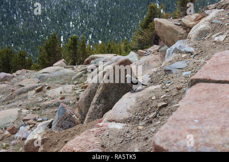 Ein Clark Nussknacker Vogel auf den felsigen Berghang der Rocky Mountains in Estes Park, Colorado, USA, sitzen Stockfoto