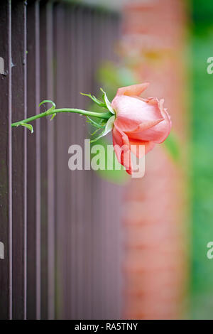 Eine blühende Rose ragt durch einen Gartenzaun Stockfoto