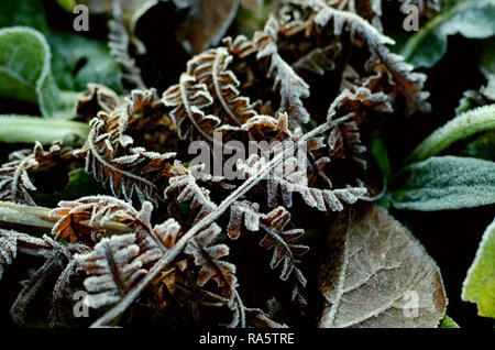 Trockene Braun Farn Blatt im Frost Glasur. Winter saison Hintergrund Stockfoto