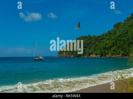 Englishman's Bay auf der tropischen Insel Tobago in der Karibik, Westindien mit Yacht und fliegenden Pelikan in diesem abgeschiedenen Bucht, Landschaft Stockfoto