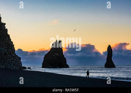 Beachl Reynisfjara schwarzen Sand, mit Mann und Nördlichen, Eissturmvögel Fulmarus glacialis, fliegen in hohen Zahlen über den Basaltfelsen und Reynisdra Stockfoto