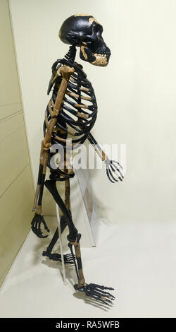 Australopithecus Skelett, Lucy, Australopithecus afarensis Stockfoto