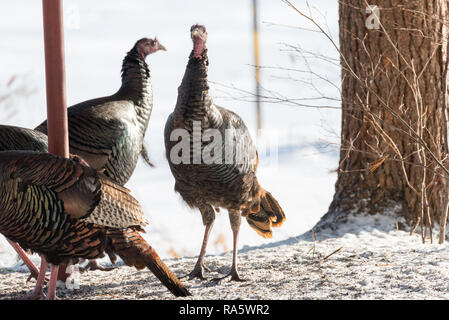 Östlichen wilder Truthahn (Meleagris gallopavo silvestris) Hennen Sammeln von Samen in einem bewaldeten Yard zu finden. Stockfoto