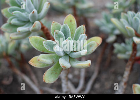 Sukkulente Pflanze "Echeveria setosa Rose & Purpus' (Mexikanische Feuerwerkskörper). Stockfoto