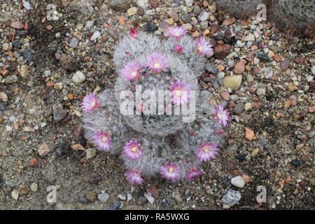 Sphärische Cactus mit rosa Blüten. Stockfoto