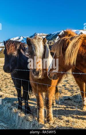 Islandpferde, eine robuste Rasse Einsatz für Arbeit und Vergnügen in diesem Pferd Spaßkultur, entlang der Südküste Islands Stockfoto